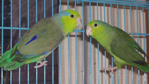 parrotlet-pacific.gif